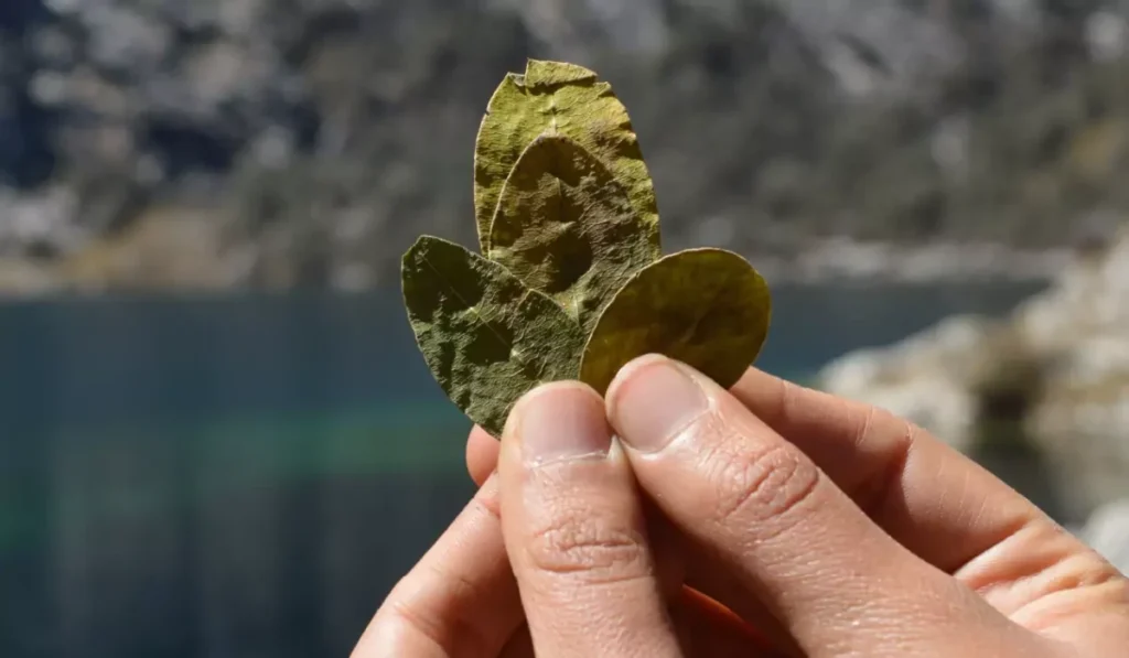 Coca Tea for Altitude Sickness