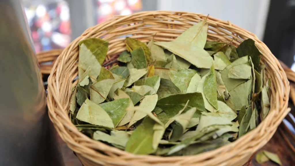 Medicinal Uses of Coca Leaves